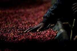顶级咖啡豆出生地、苏门答腊曼特宁、新的咖啡元素