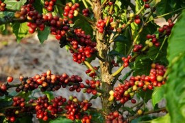 咖啡培训知识篇：咖啡的采摘、象豆、水中各种物质对咖啡的影响