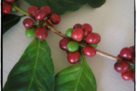 夏威夷精品咖啡介绍、埃塞俄比亚精品咖啡介绍、哥斯达黎加精品咖啡介绍